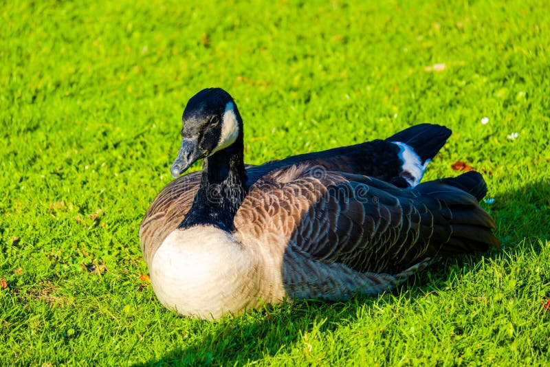 Wild Goose on Green Meadow in Park Garden Stock Image Image of field Wild Goose on Green Meadow in Park Garden Stock Image Image of field