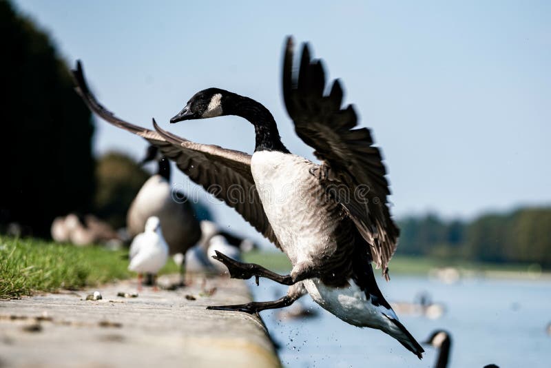 Wild goose landing near to other birds