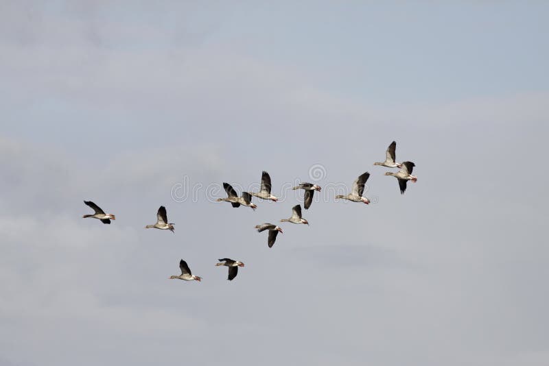 Wild gooses in Lower Saxony, Germany