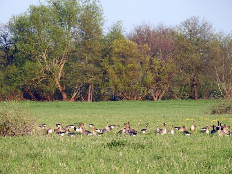 Goose in spring field and beautiful trees, Lithuania