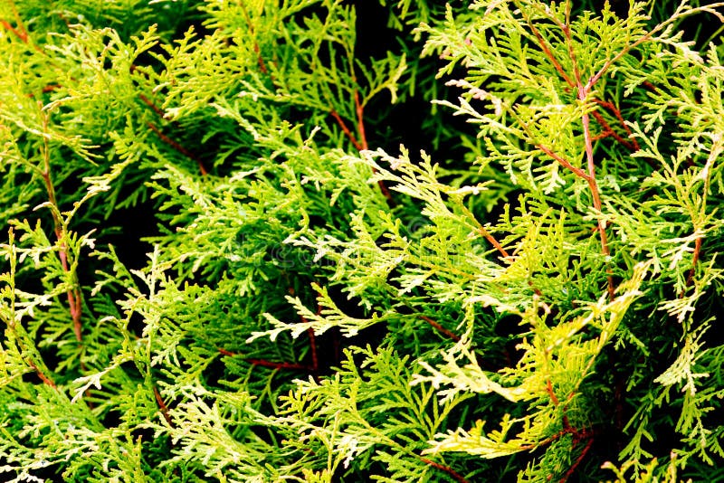 Wild grass stock photography