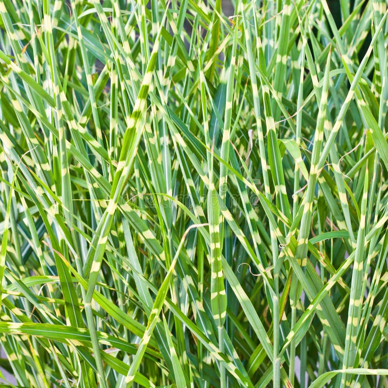 Wild grass stock photo. Image of agriculture, closeup - 27595684