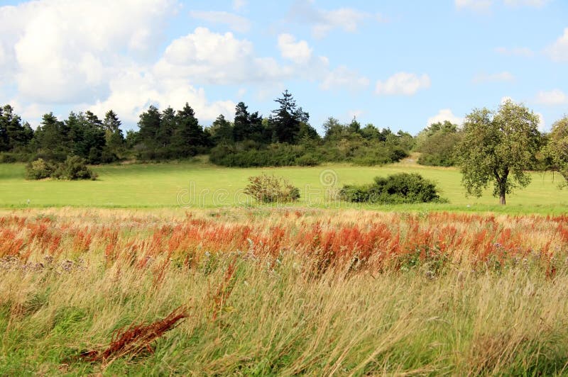 Wild Grass stock photo. Image of heaven, landscape, forest 2851042