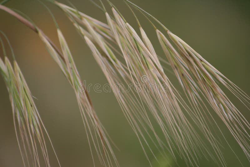 Wild grass