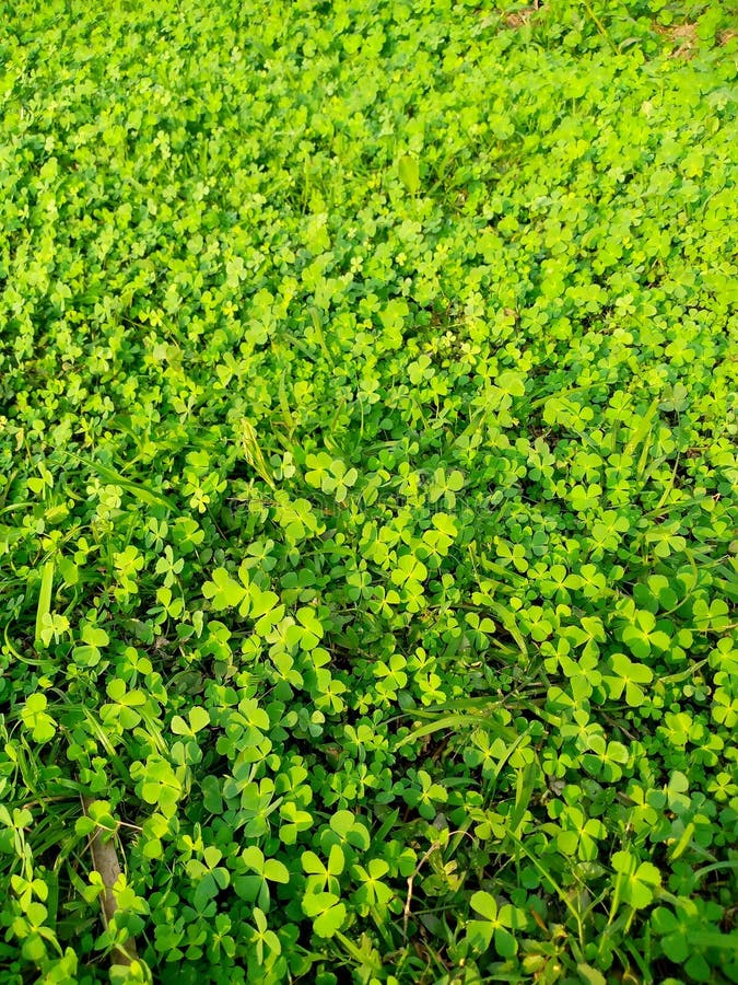 Wild Grass Grows in the Rice Fields Stock Photo Image of fields, rice