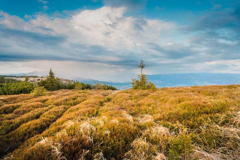 Wild grass on mountain top. Mountains in Slovakia.
