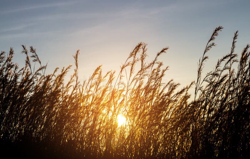 Download Wild grass silhouette stock image. Image of blade ...