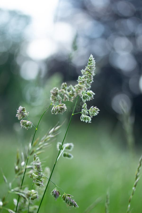 Wild Grass and Soft Bokeh Bubbles Background in Spring in Austria royalty free stock image