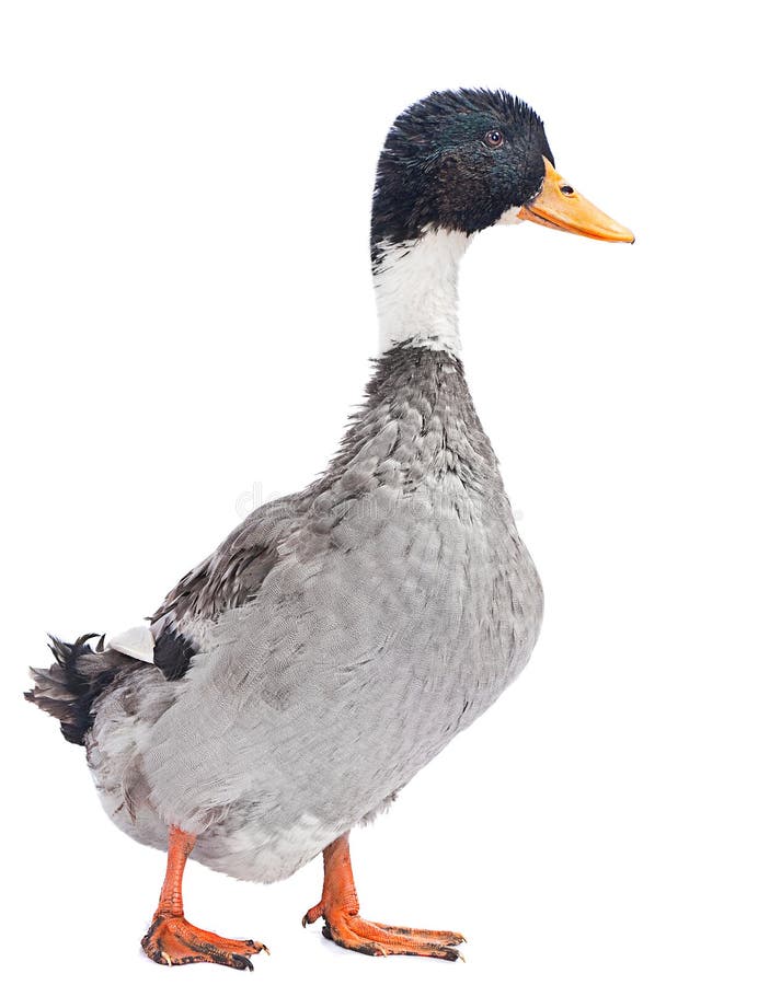 Wild gray duck stock photo. Image of closeup, animal - 34567800