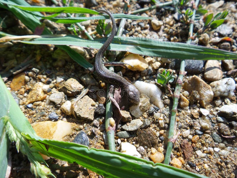 Wild gray lizard on the little stones stock photography