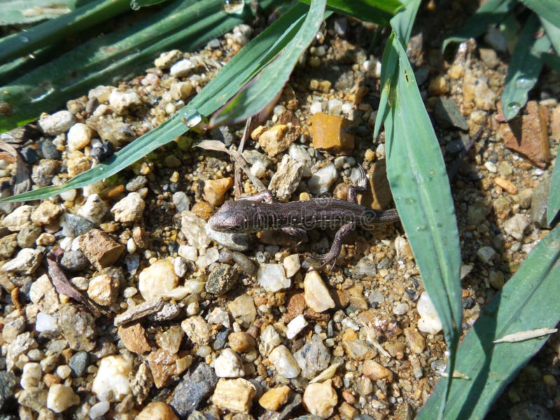 Wild gray lizard on the little stones stock photos