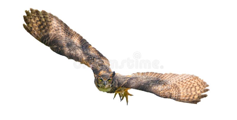 Wild great horned owl adult - bubo virginianus - flying towards camera,  yellow eyes fixed on camera, wings spread apart, isolated