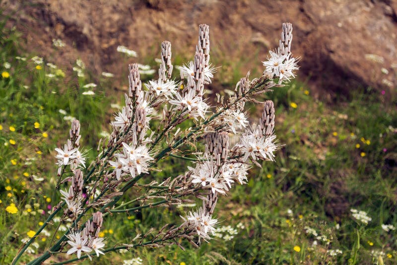 Wild Greek Flowers on the Mount Penteli in Greece Stock Photo Image