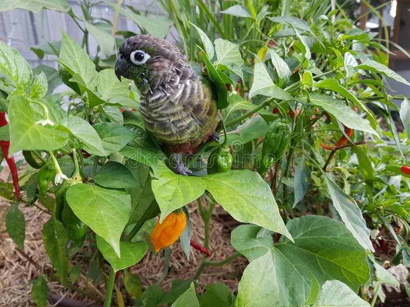 Wild green cheek conure stock image. Image of parrot 97087951