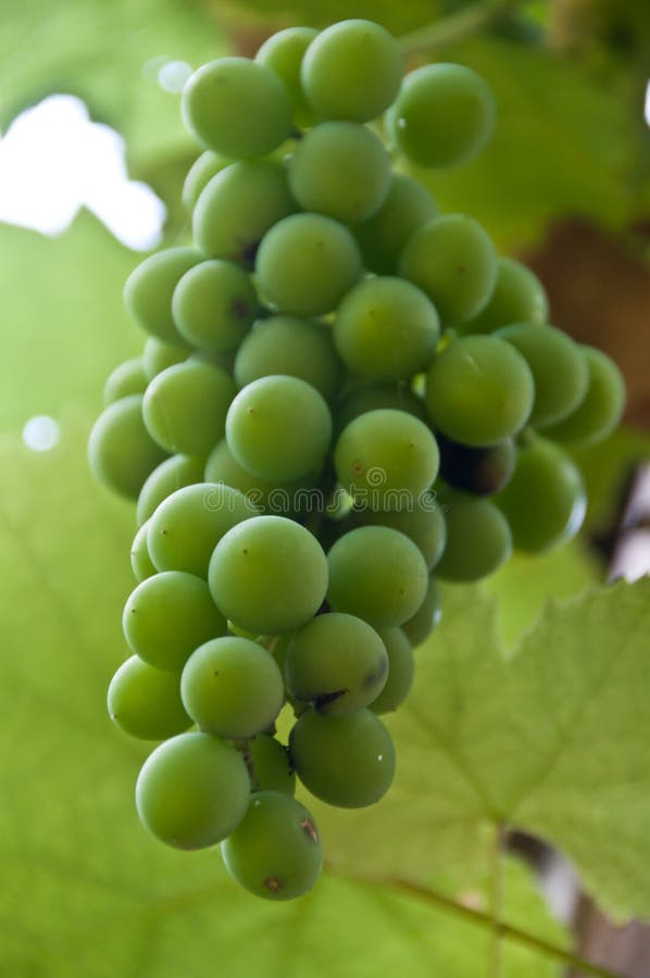 Wild green grapes ripening on the vine