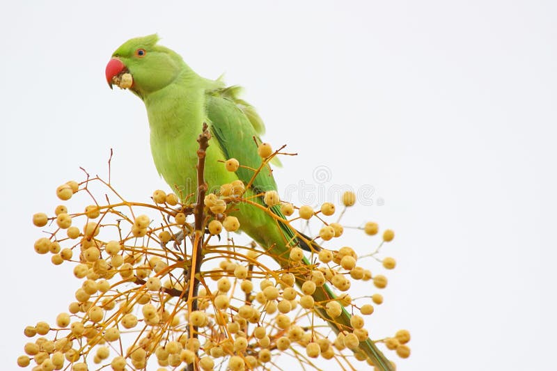Wild Green Parrot Eating royalty free stock image