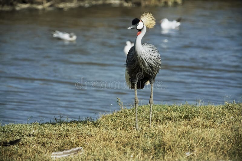 Wild Grey Crowned Crane