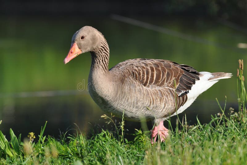 Wild greylag goose