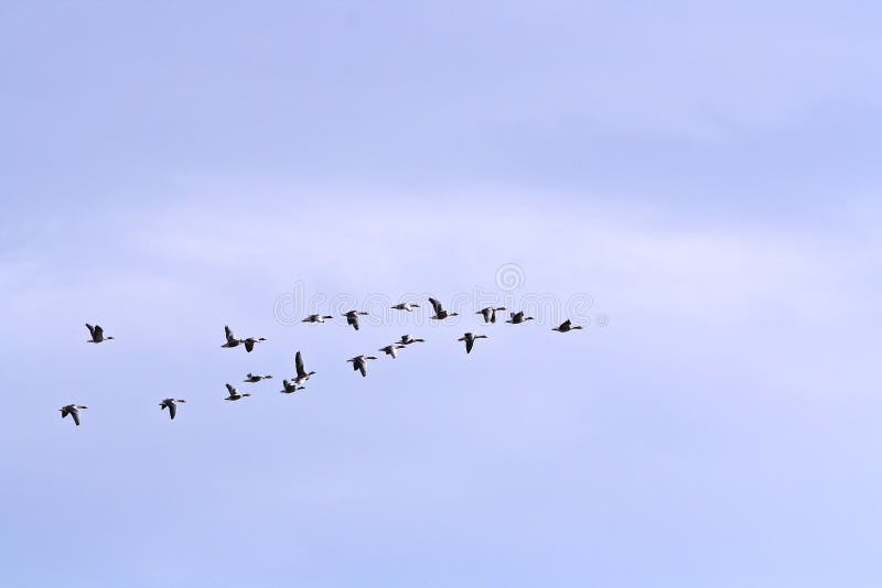 Greylag Gooses in formation flying in a blue sky Iceland.