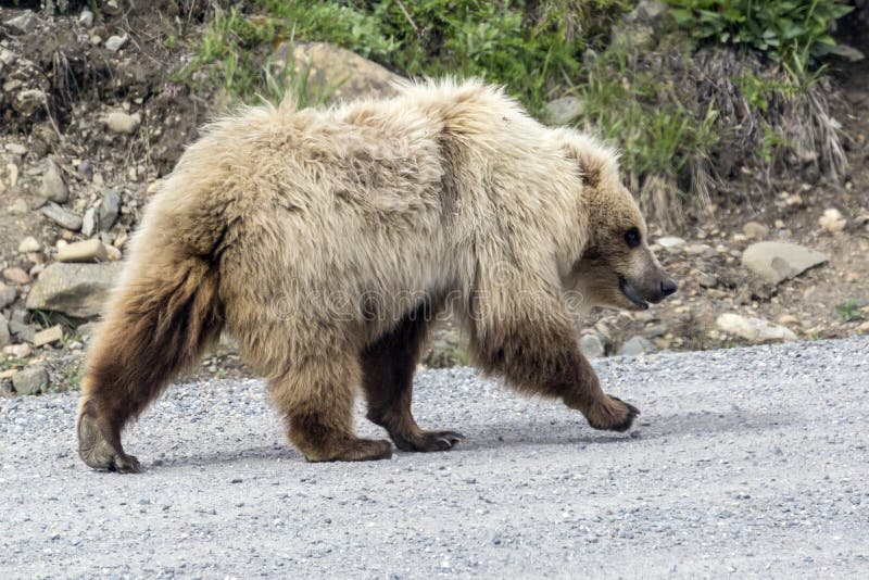 Wild Grizzly Bear in Denali National Park Alaska. Stock Photo - Image ...