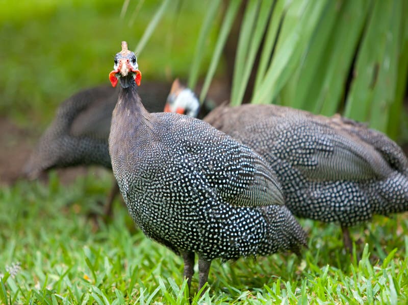 Wild guinea hen on a green grass