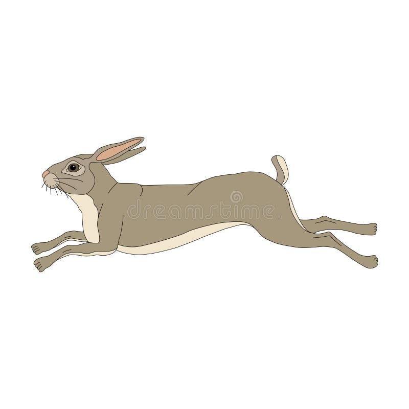 Hare Running. Rabbit Wild Northern Forest Animal. Cartoon Character of a  Small Mammal Animal Stock Vector - Illustration of lepus, brown: 216114868