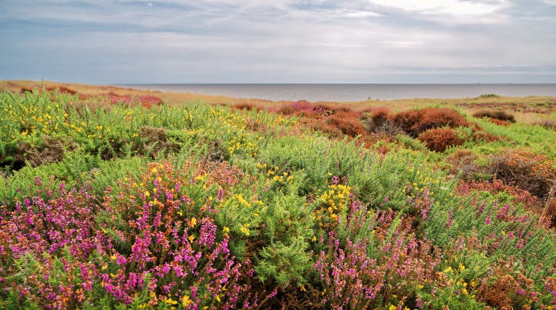 Wild Heather by the Sea