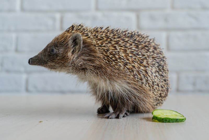 Wild Hedgehog. Small Mammal with Spiny Hairs on Its Back and Sides Stock  Photo - Image of bristle, hedge: 182702208