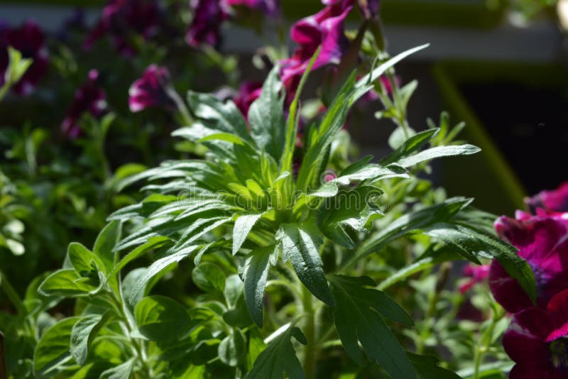 Wild herbs in balcony greening. Different plants grow in container stock photo