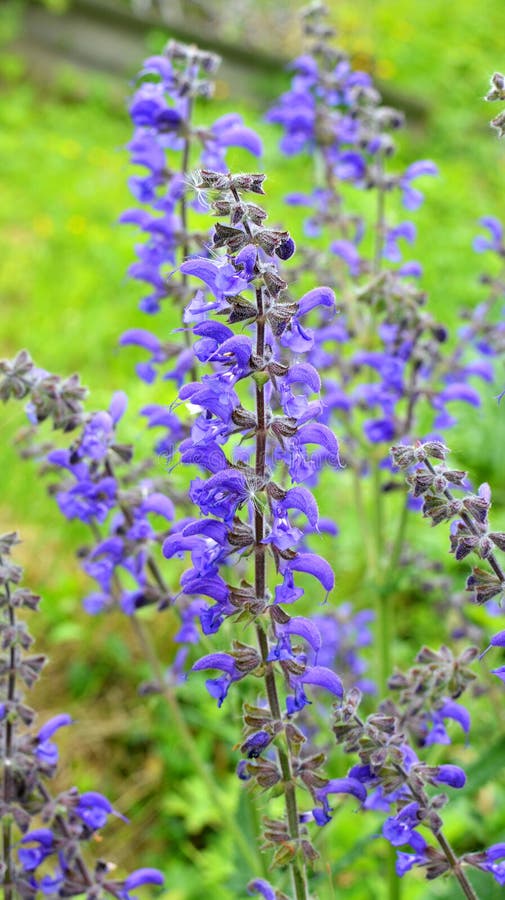 Among the wild herbs, blooms meadow sage (Salvia pratensis stock image