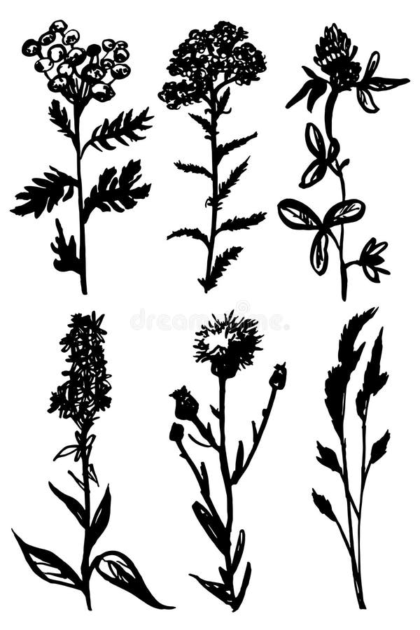 Wild herbs black ink, . stock vector. Illustration of elements - 146894418