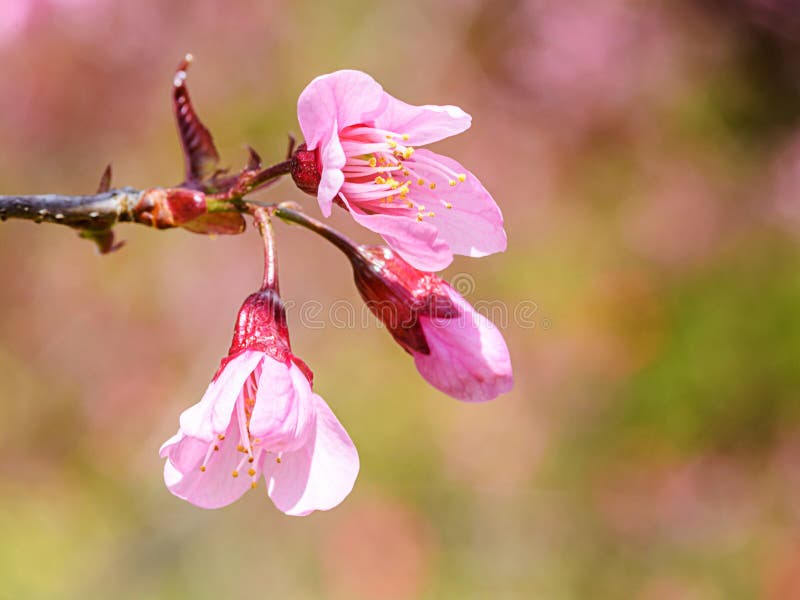 Wild Himalayan Cherry Flower Stock Image Image of gardening