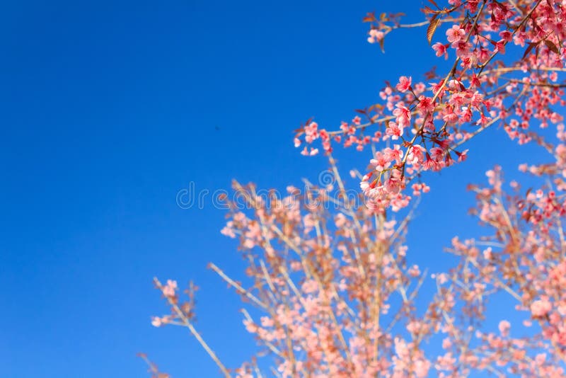 Salvaje Himalaya cereza flor(o) sobre el montana, , tailandia, fondo.