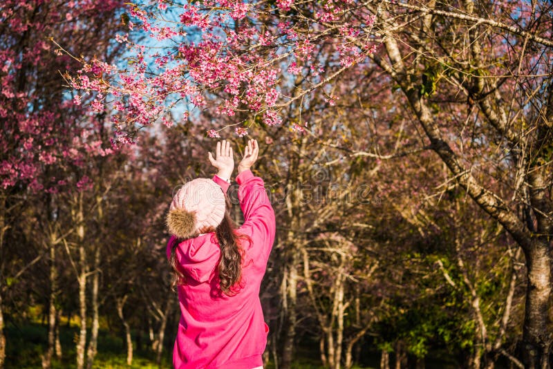 Wild himalayan cherry in sunshine day stock image Wild himalayan cherry in sunshine day stock image