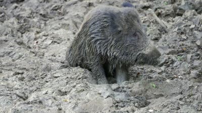 Waterhog taking a mud bath - Stock Image - C054/5344 - Science Photo Library