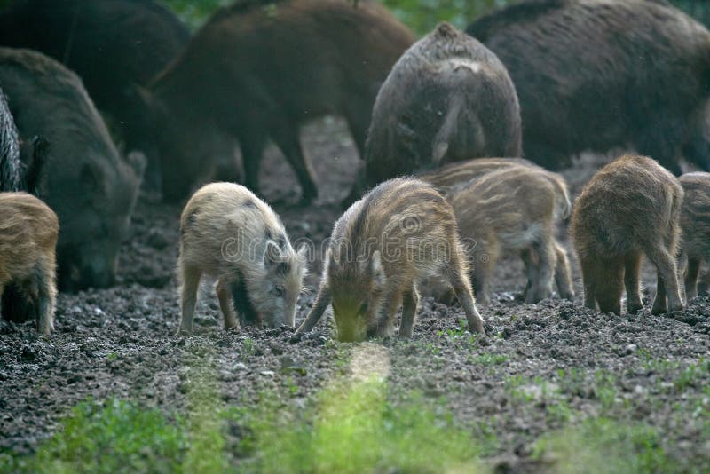 Wild hogs in the forest stock photo. Image of omnivores 148335676