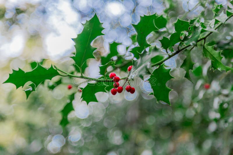 Wild holly grows on a tree stock image. Image of winter 46970775