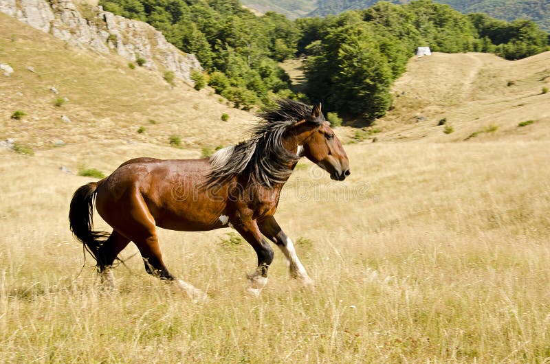 Wild horse