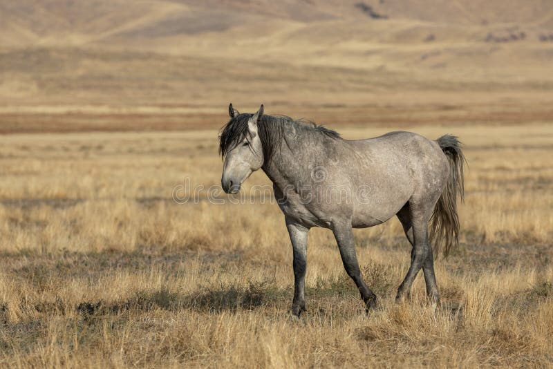 Wild Horse in Autumn in Utah Stock Image Image of beautiful