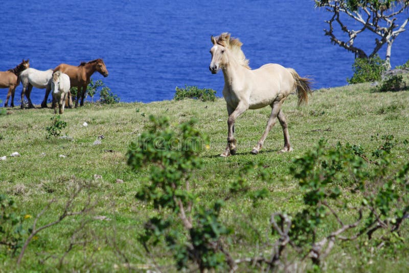 Tonga Images Download 2,756 Royalty Free Photos Page 2