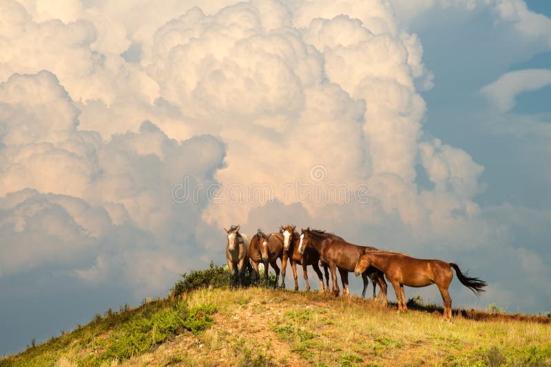 Wild Horse Herd, Horses, Storm Cloud