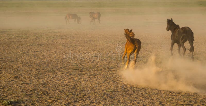Wild horse herds running in the reed, kayseri, turkey stock photo Wild horse herds running in the reed, kayseri, turkey stock photo