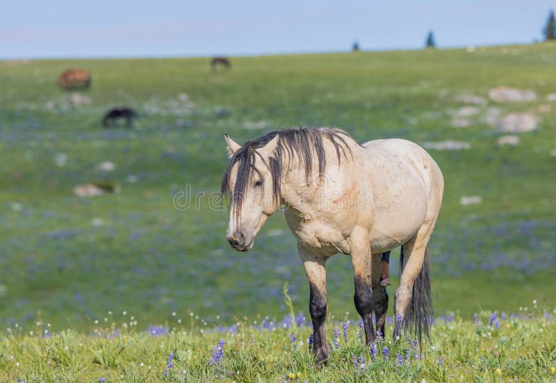 Wild Horse in Montana in Summer Stock Photo Image of heritage