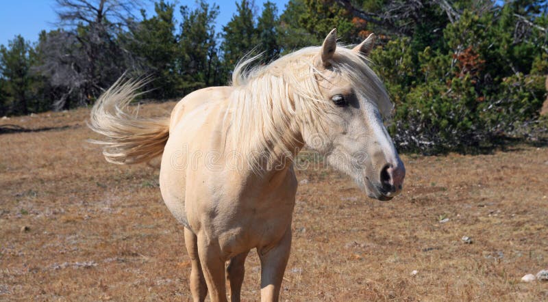 Wild Horse Mustang Palomino Mare on Tillett Ridge in the Pryor