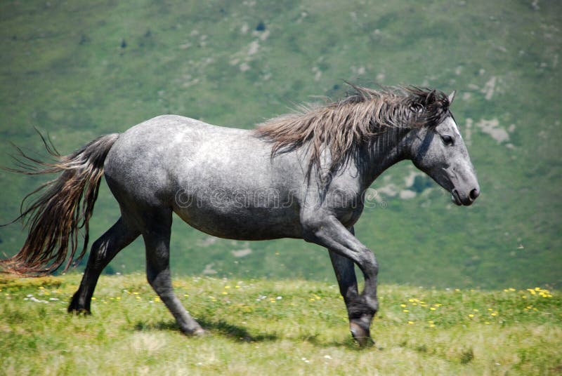 Wild horse in nature