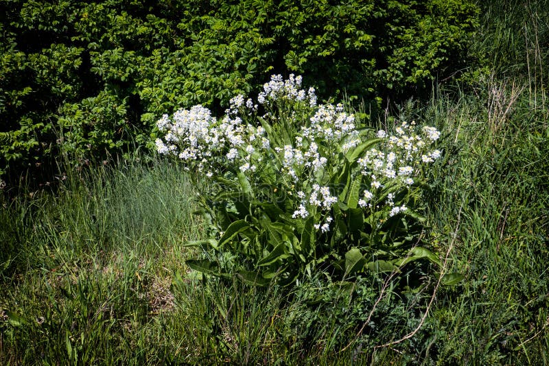 Wild Horse Radish Plant Blooming Stock Photo Image of armoracia