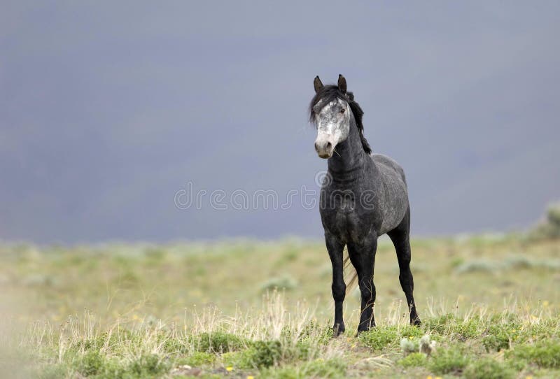 Wild horse standing alone