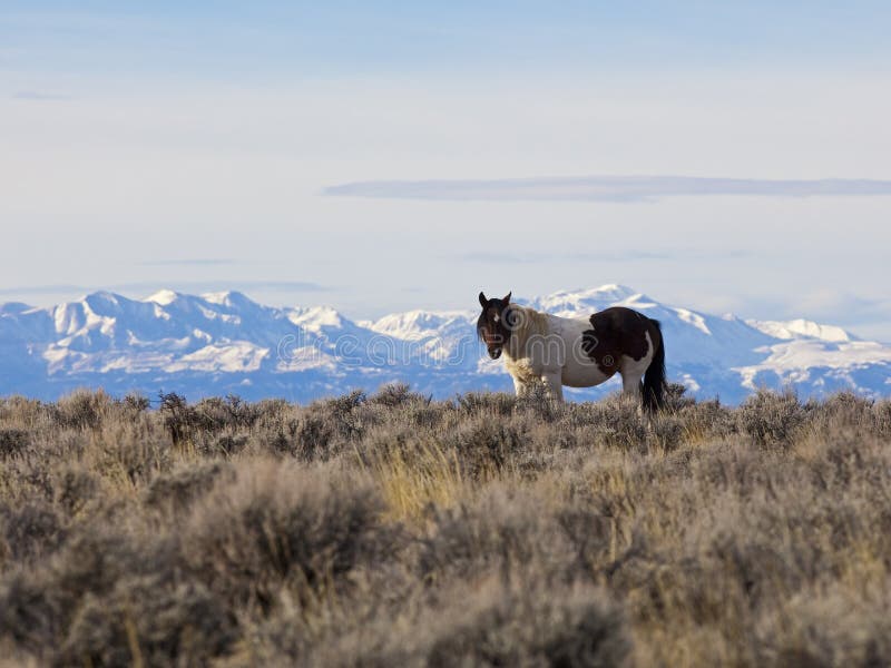 Wild horse mustang in Wyoming high desert mountains