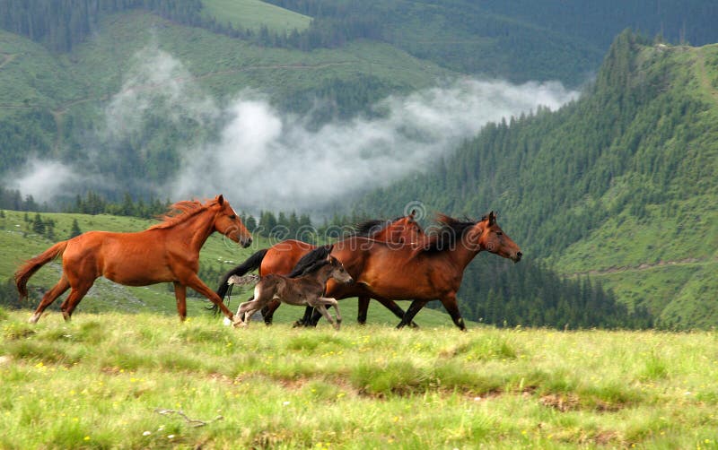 Cavalli selvaggi in rumeno montagne.