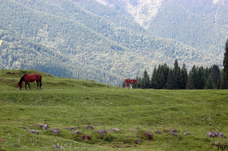 Wild horses